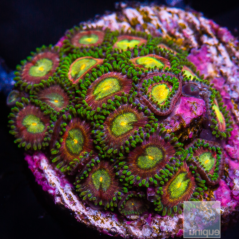 JC-Crazy Zoanthid 199 90.JPG