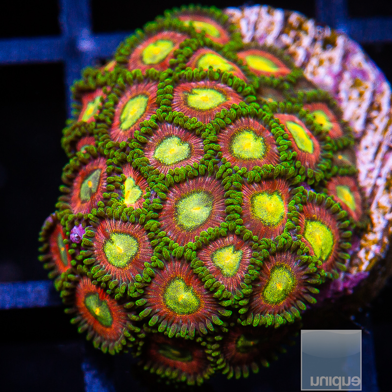 JC-Crazy Zoanthid Colony 229 130.JPG