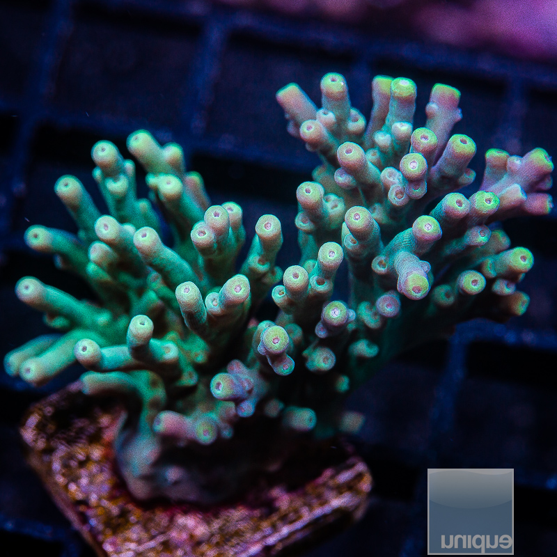 JC-Deepwater Acropora Chunk 229 105.JPG