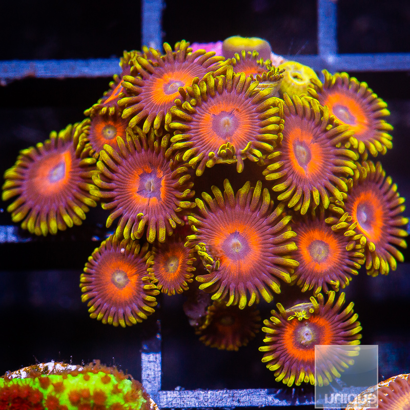 JC-Eagle Eye Zoanthid Variant 99 44.JPG