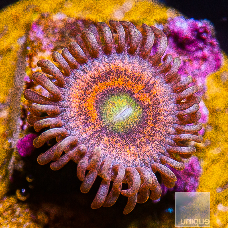 jc-Everlasting Gobstopper Zoanthid 15 5.JPG