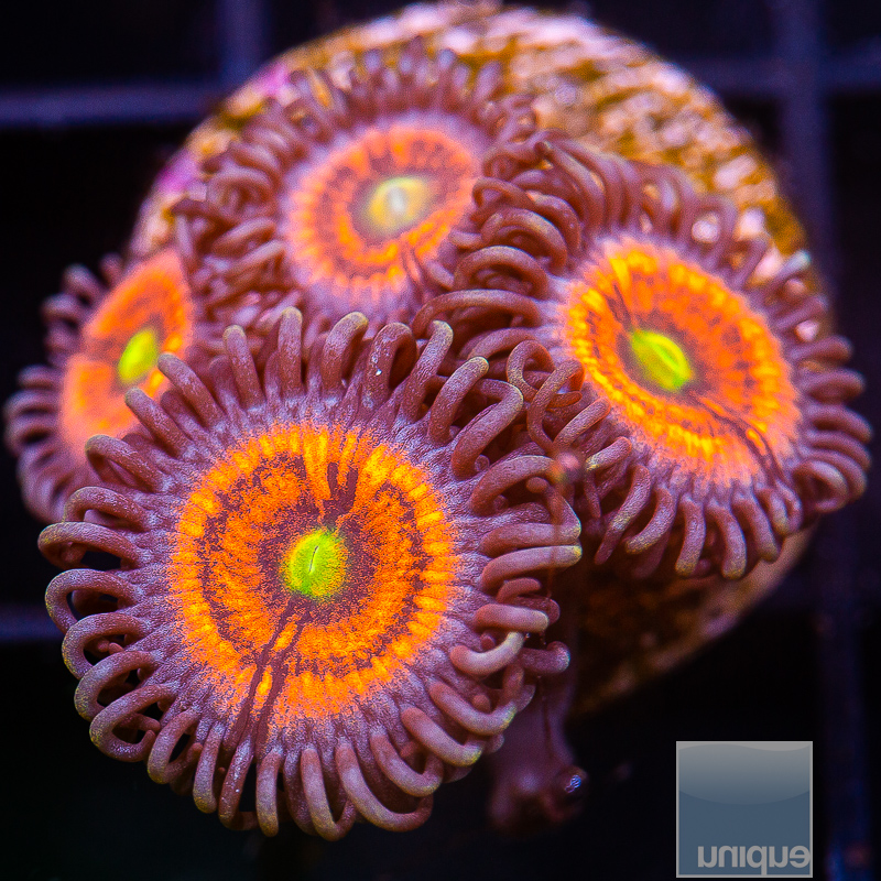 JC-Everlasting Gobstopper Zoanthid 59 36.JPG