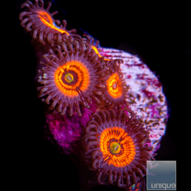 JC-Everlasting Gobstopper Zoanthid 75 38.JPG