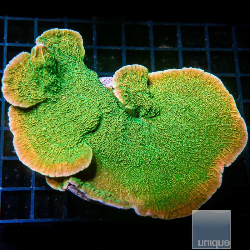 JC-Garys Golden Montipora Capricornus Growout 239 156.JPG