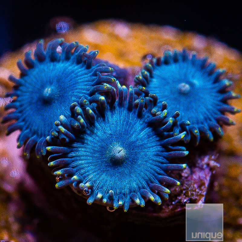 jc-Glenns Blues Zoanthid 29 10.JPG