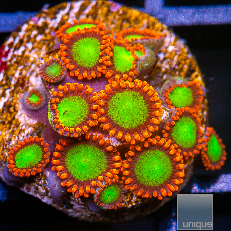 jc-Goblin on Fire Zoanthid 149 86.JPG