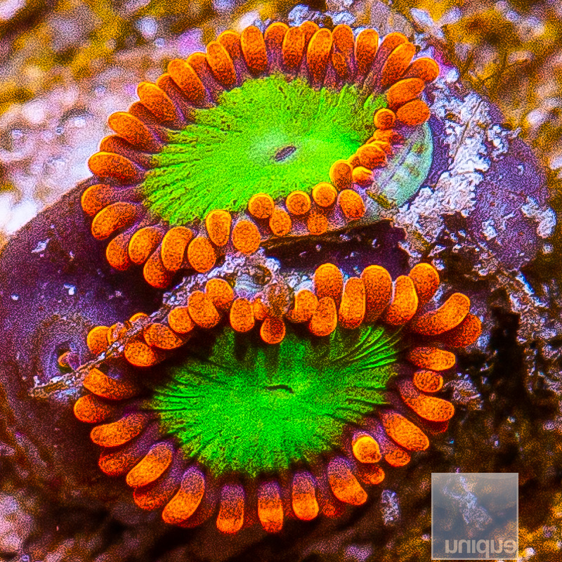 jc-Goblin on Fire Zoanthid 29 12.JPG