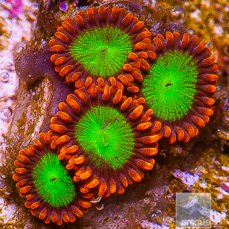 jc-Goblin on Fire Zoanthid 44 21.JPG