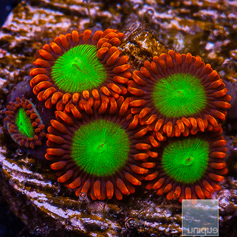 JC-Goblin on Fire Zoanthid 59 26.JPG