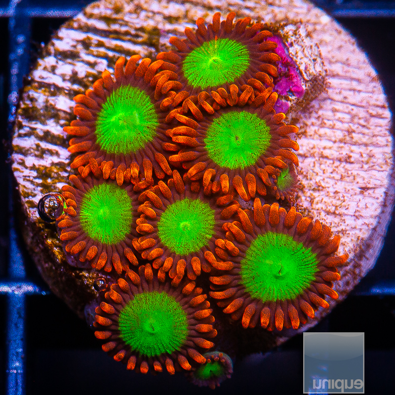 JC-Goblin on Fire Zoanthid 79 36.JPG