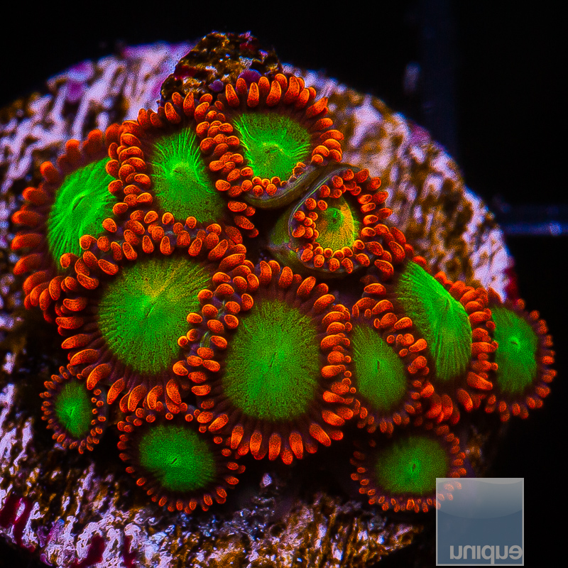 JC-Goblin on Fire Zoanthid 99 50.JPG