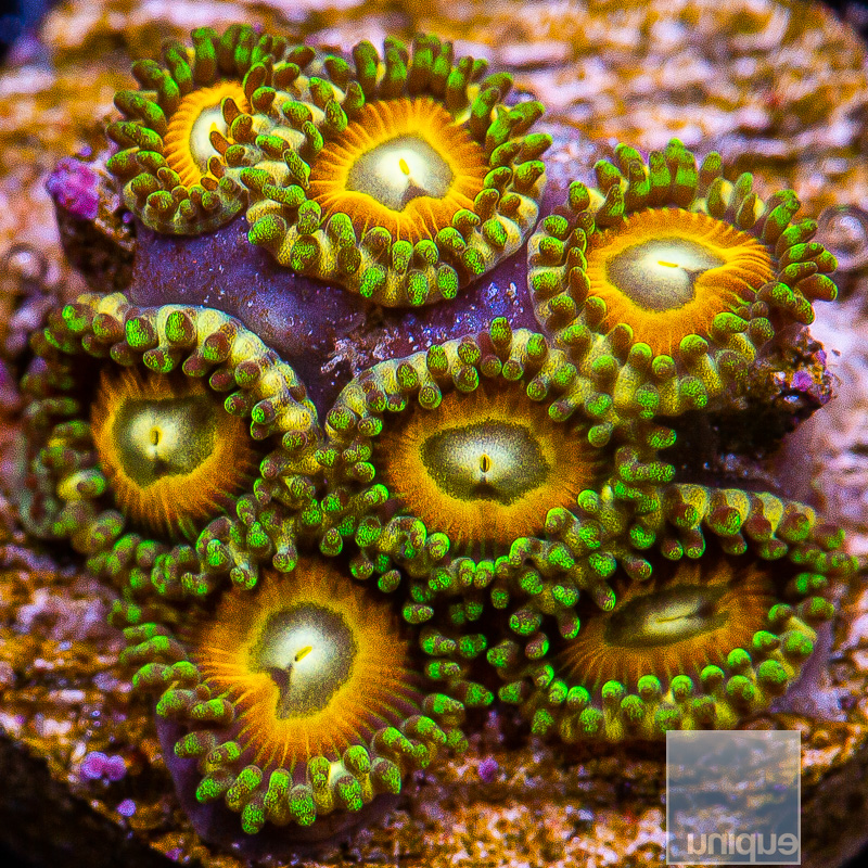 jc-Golden Zoanthid 69 46.JPG