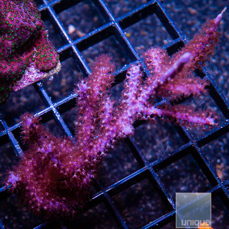 jc-Gorgonian 59 20.JPG