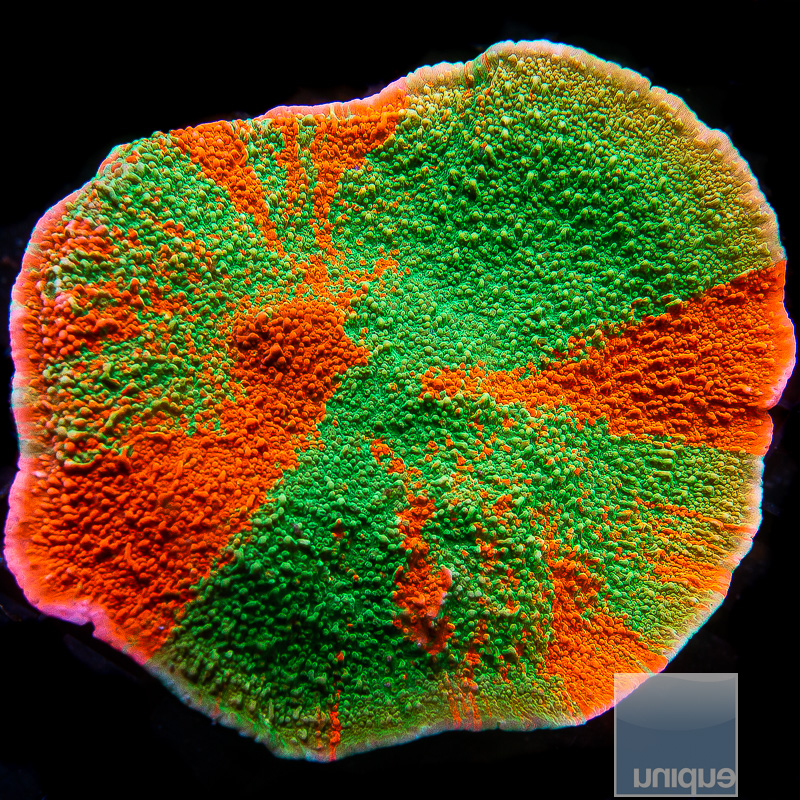 jc-Grafted Montipora Capricornus.JPG