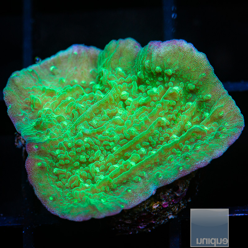 jc-Green and Blue Montipora 34 10.JPG