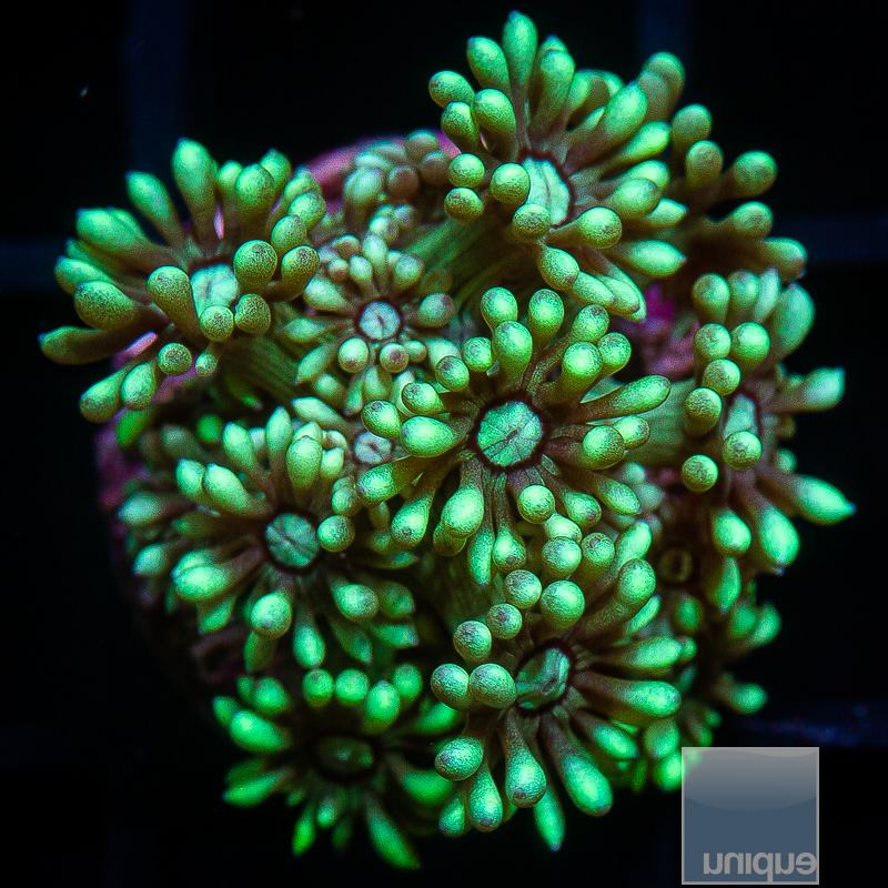 JC-Green Goniopora 39 20.JPG