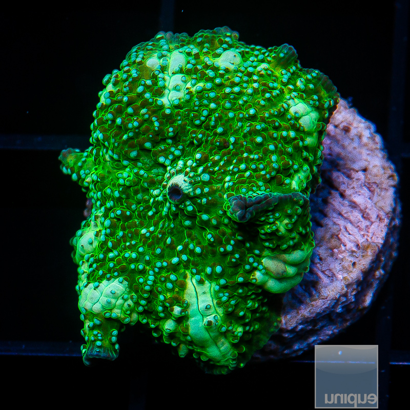 jc-Green Interstellar Mushroom 69 24.JPG