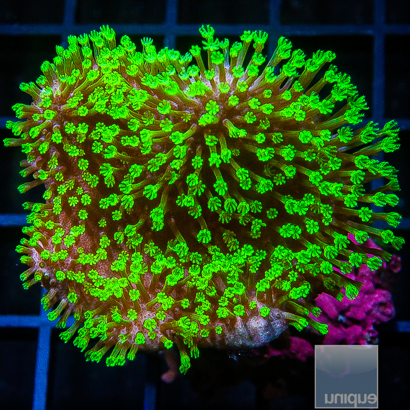 jc-Green Polyp Toadstool 79 46.JPG