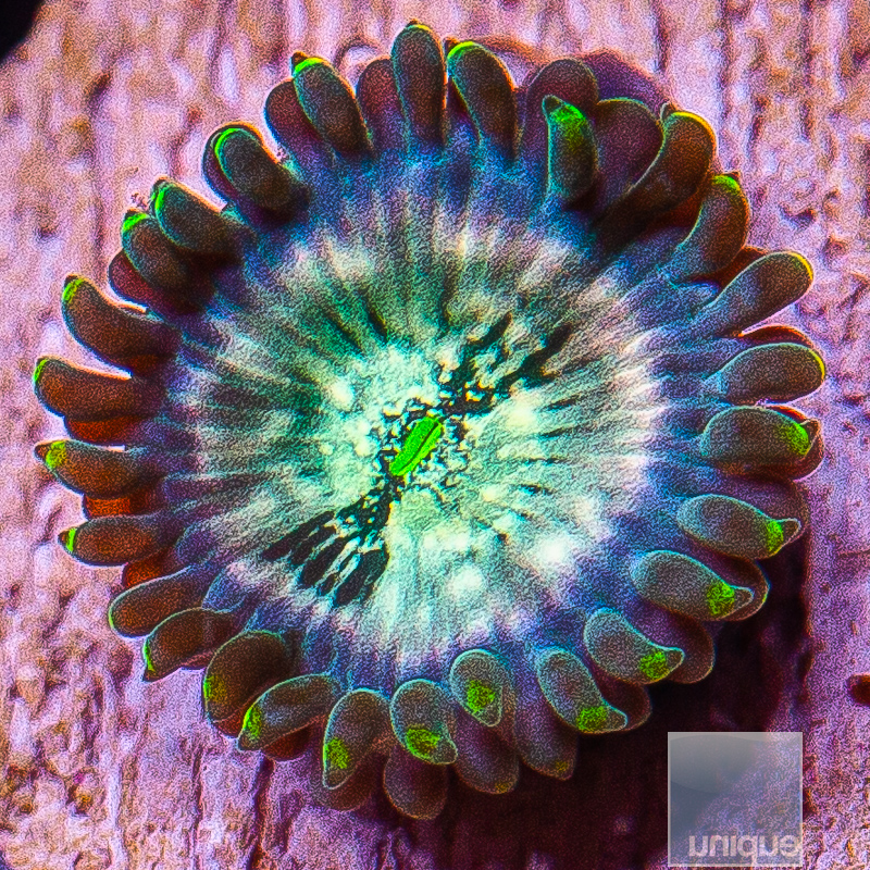 jc-Hawaiian People Eater Zoanthid 10 5.JPG