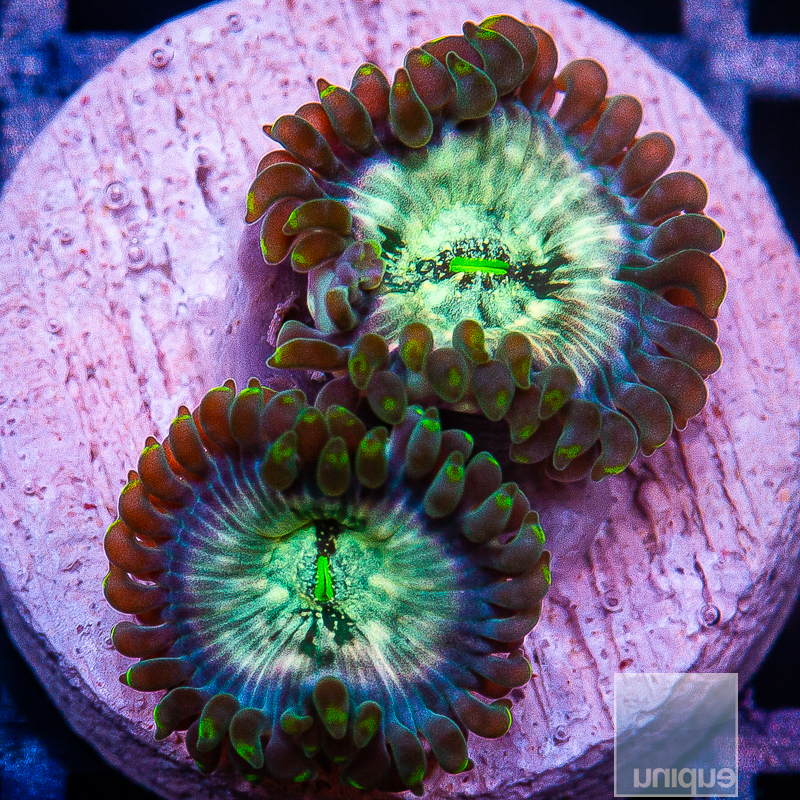 JC-Hawaiian People Eater Zoanthid 22 10.JPG