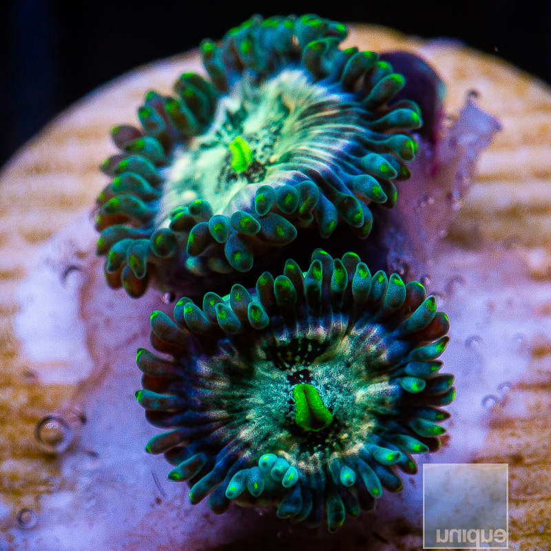 jc-Hawaiian People Eater Zoanthid 24 10.JPG