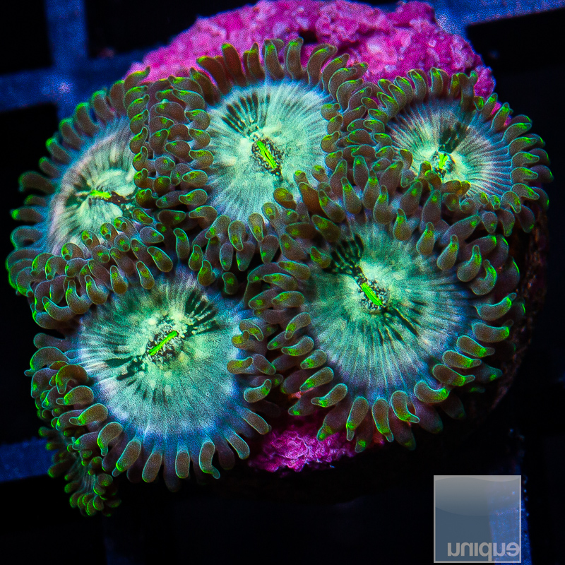 jc-Hawaiian People Eater Zoanthid 49 28.JPG