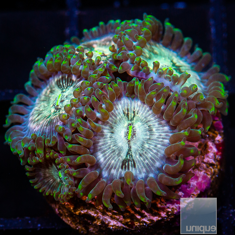 JC-Hawaiian People Eater Zoanthid 49 34.JPG