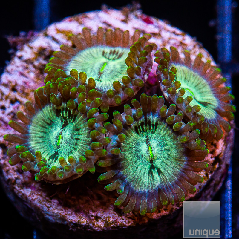 jc-Hawaiian People Eater Zoanthid 59 36.JPG