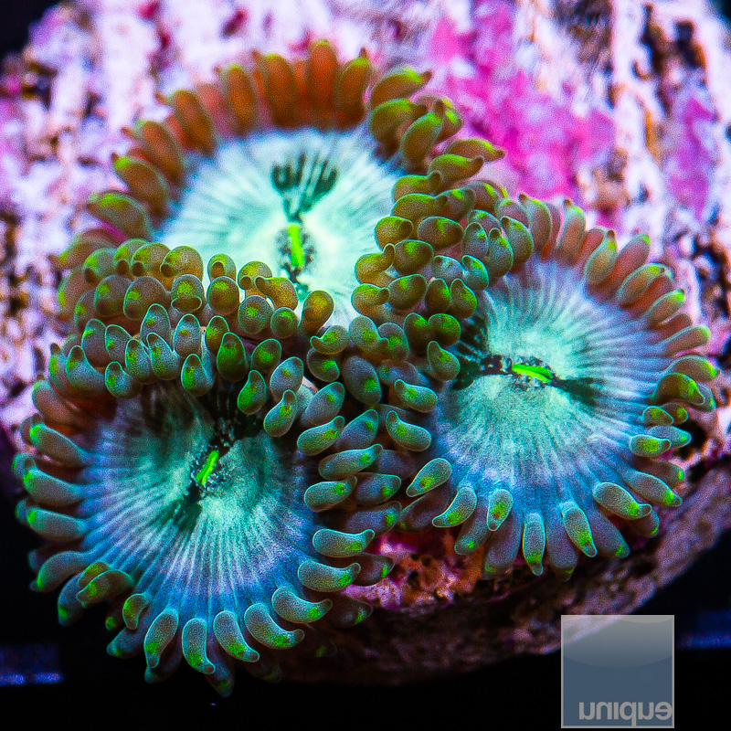 jc-Hawaiian Pink Splash Zoanthid 46 15.JPG