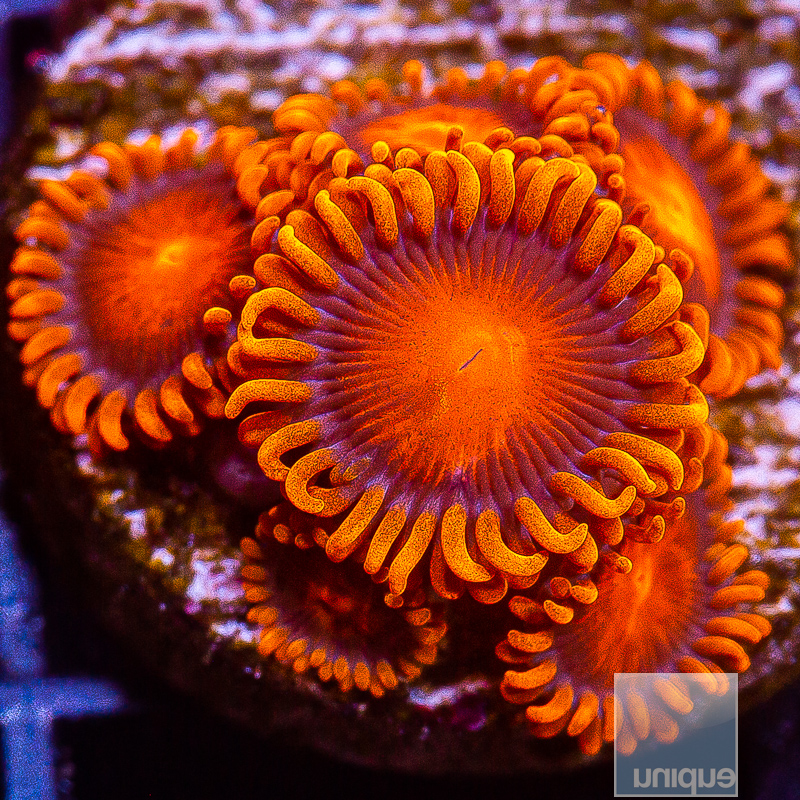 JC-Hyper Bam Bam Zoanthid 59 34.JPG