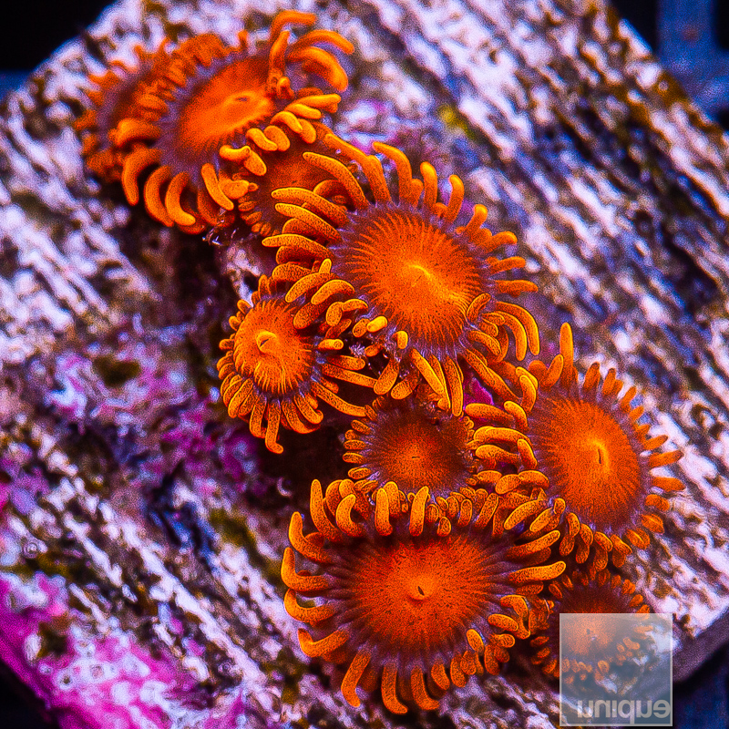 jc-Hyper Bam Bam Zoanthid 89 36.JPG