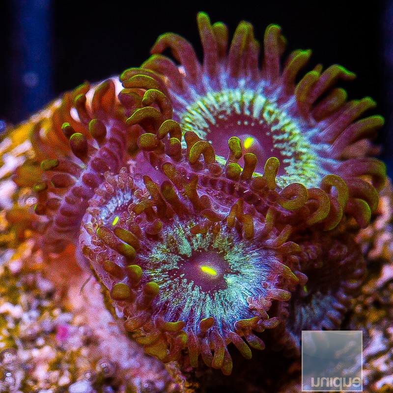 jc-Iridescent Zoanthid 59 26.JPG