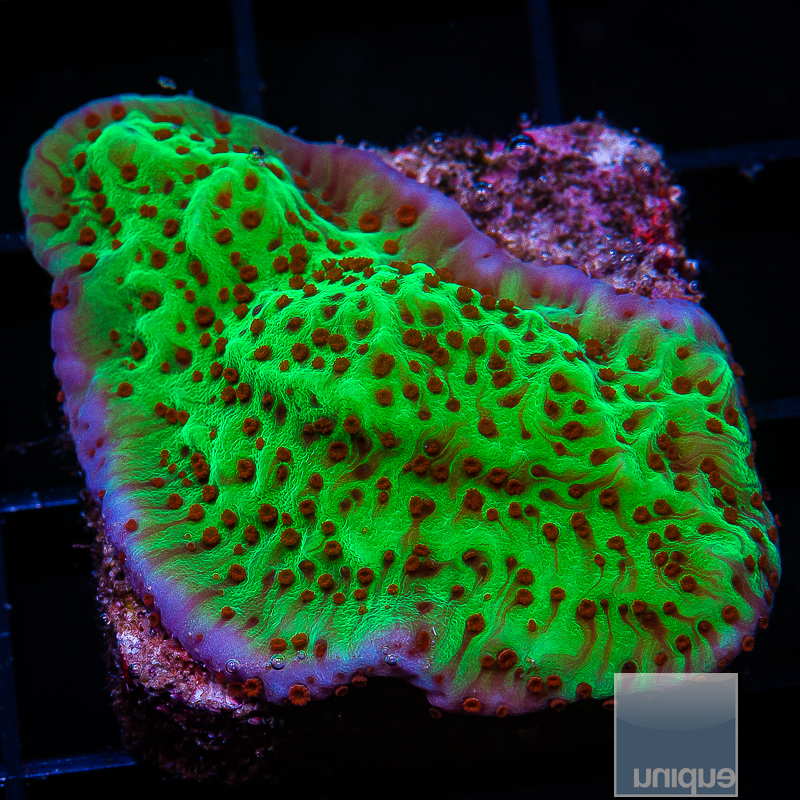 jc-Jedi Mind Trick Montipora 34 10 (1).JPG