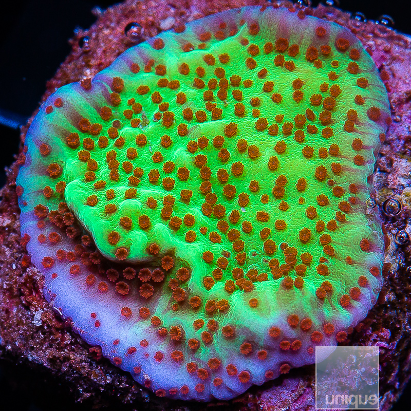 jc-Jedi Mind Trick Montipora 34 10.JPG