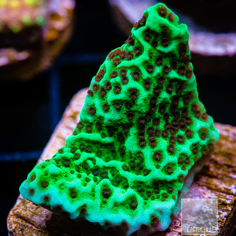 jc-Jedi Mind Trick Montipora 34 10.JPG