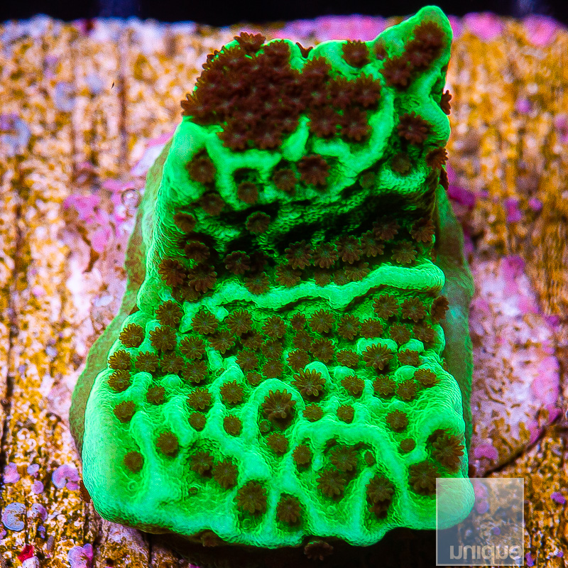 jc-Jedi Mind Trick Montipora 34 10.JPG