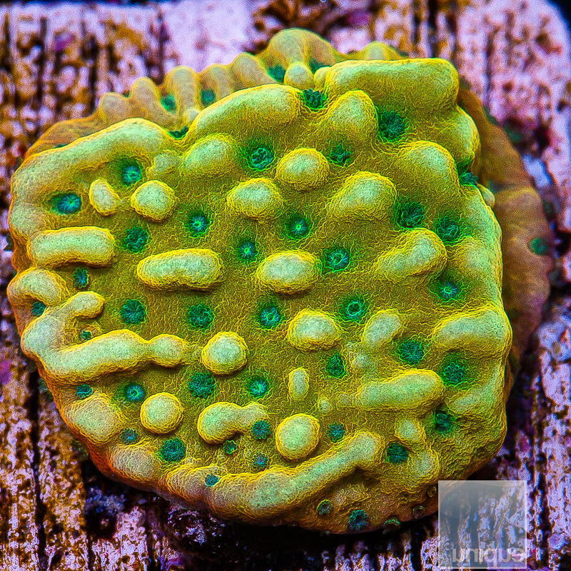 jc-JF Kung Pao Montipora 59 30.JPG