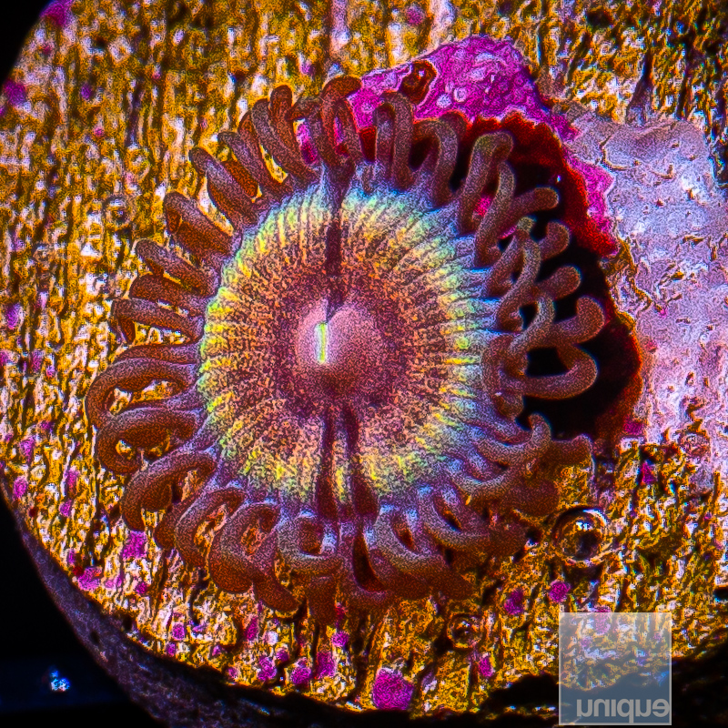 jc-JF Solar Flare Zoanthid 15 10.JPG