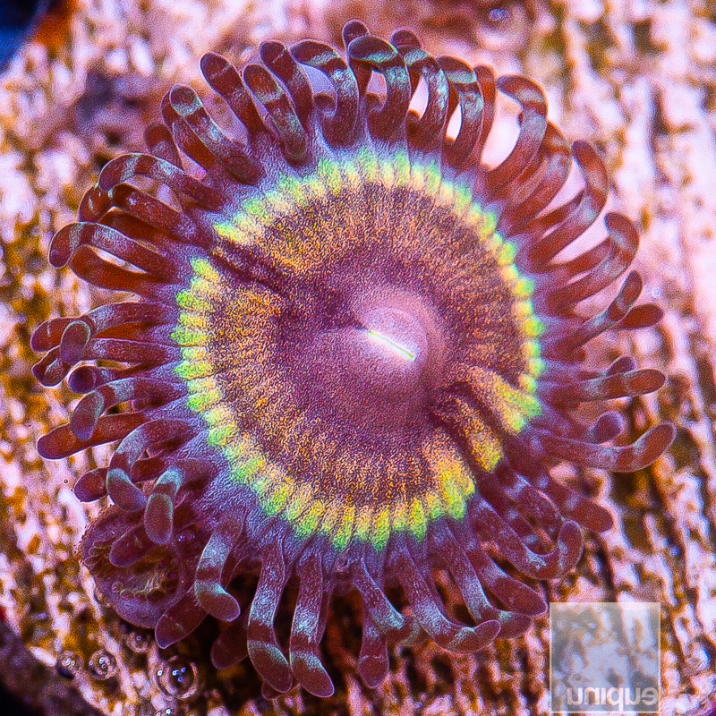 JC-JF Solar Flare Zoanthid 19 10.JPG