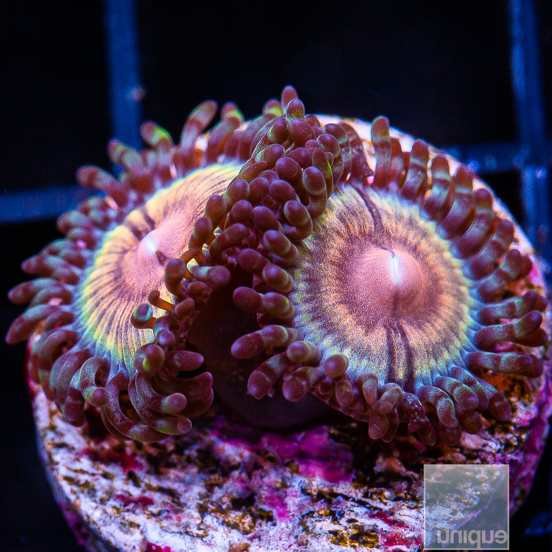 jc-JF Solar Flare Zoanthid 29 16.JPG