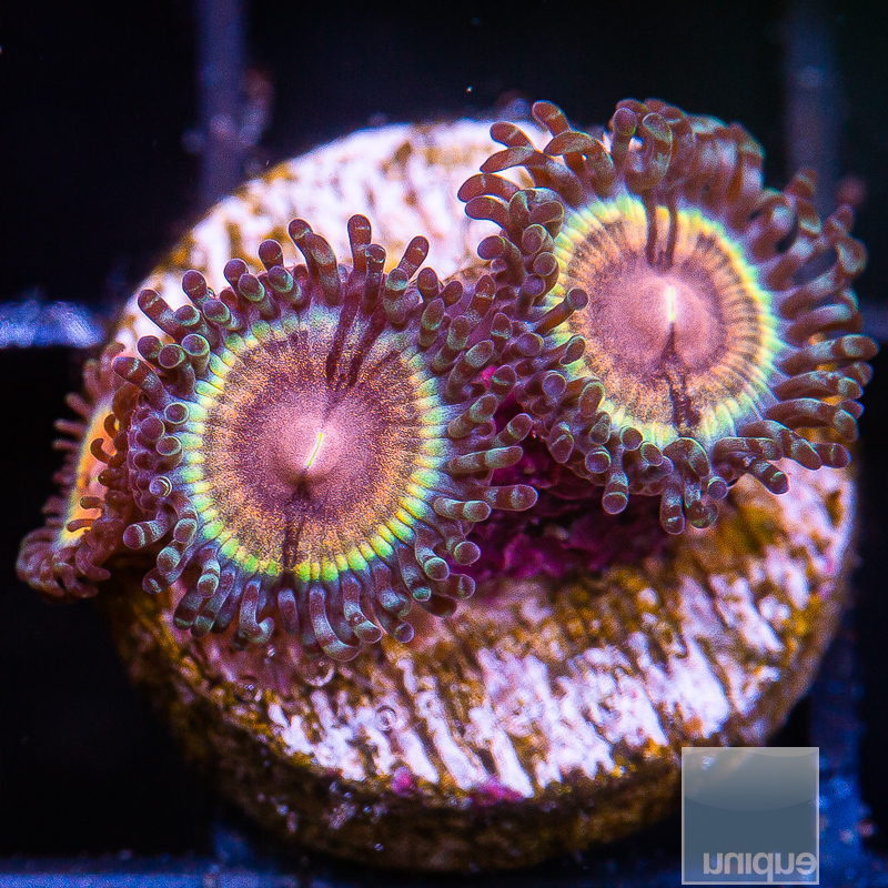 JC-JF Solar Flare Zoanthid 45 22.JPG