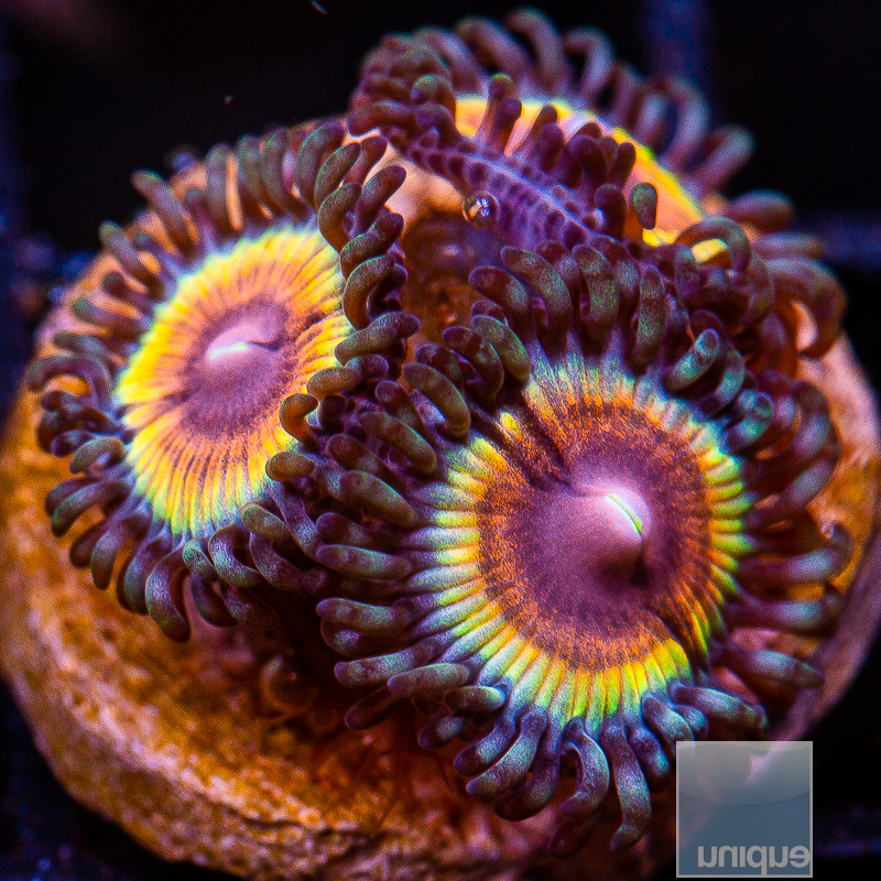 jc-JF Solar Flare Zoanthid 49 25.JPG