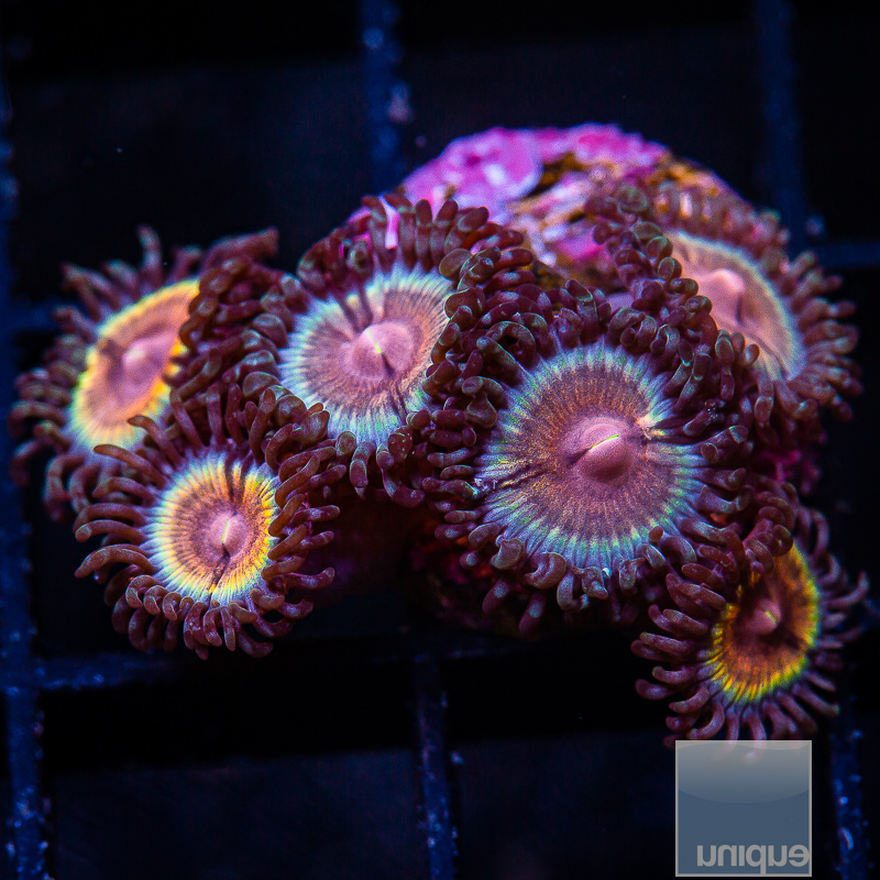 JC-JF Solar Flare Zoanthid 89 56.JPG