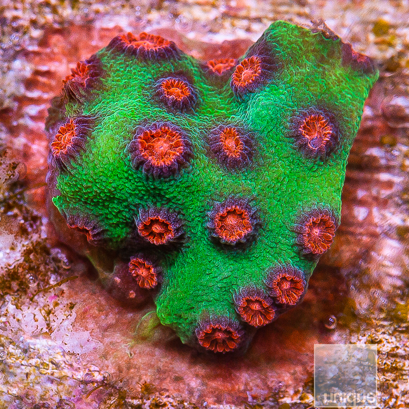 JC-Jingle Bells Cyphastrea 32 10.JPG