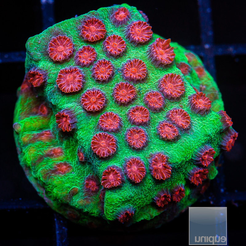 jc-Jingle Bells Cyphastrea 32 5.JPG