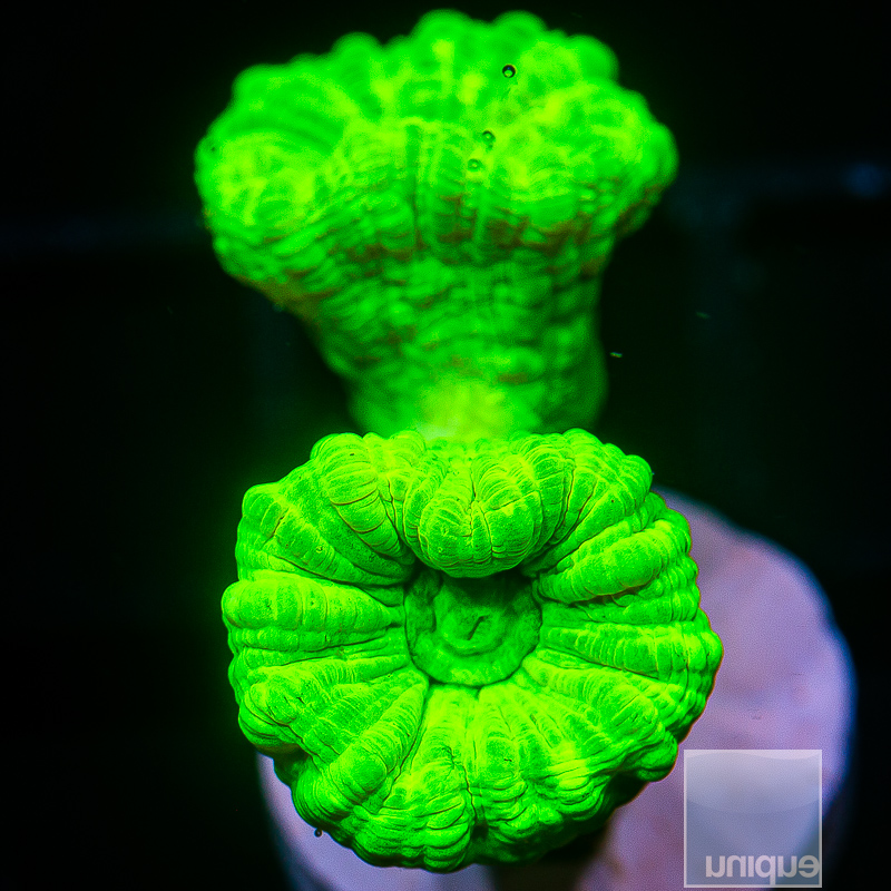 jc -Kryptonite Candy Cane Caulastrea 24 10.JPG