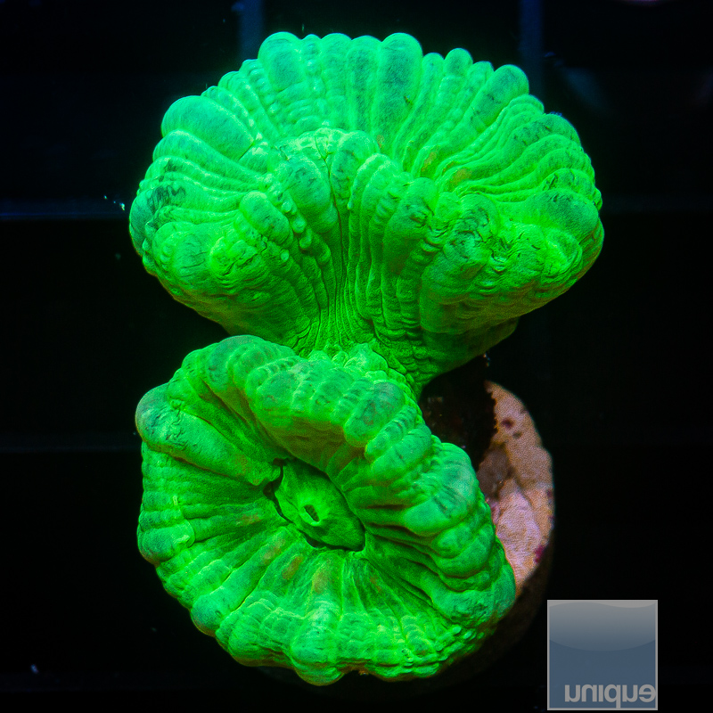 jc-Kryptonite Candy Cane Caulastrea 29 18.JPG