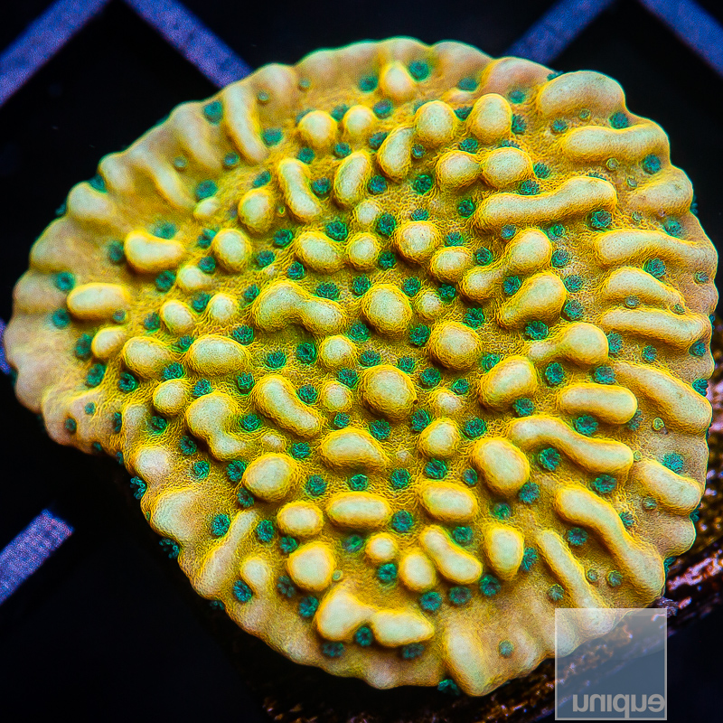 JC-Kung Pao Montipora 129 75.JPG