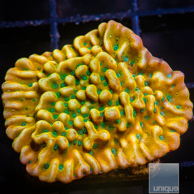 JC-Kung Pao Montipora 149 116.JPG