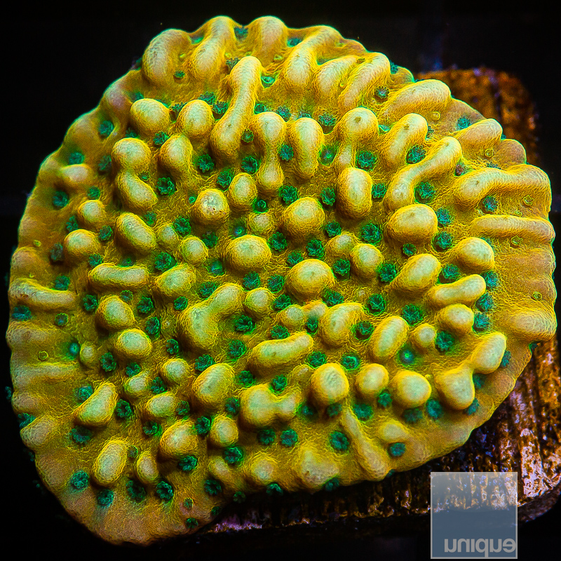 JC-Kung Pao Montipora 149 92.JPG